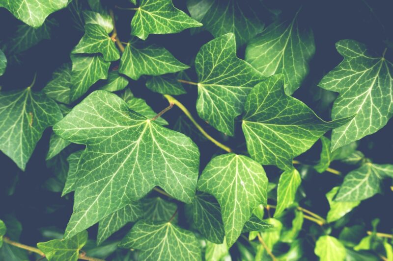grüne Efeu Blätter zur Verdeutlichung von Evergreen Content